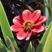 Dahlia in the iris by sandlily