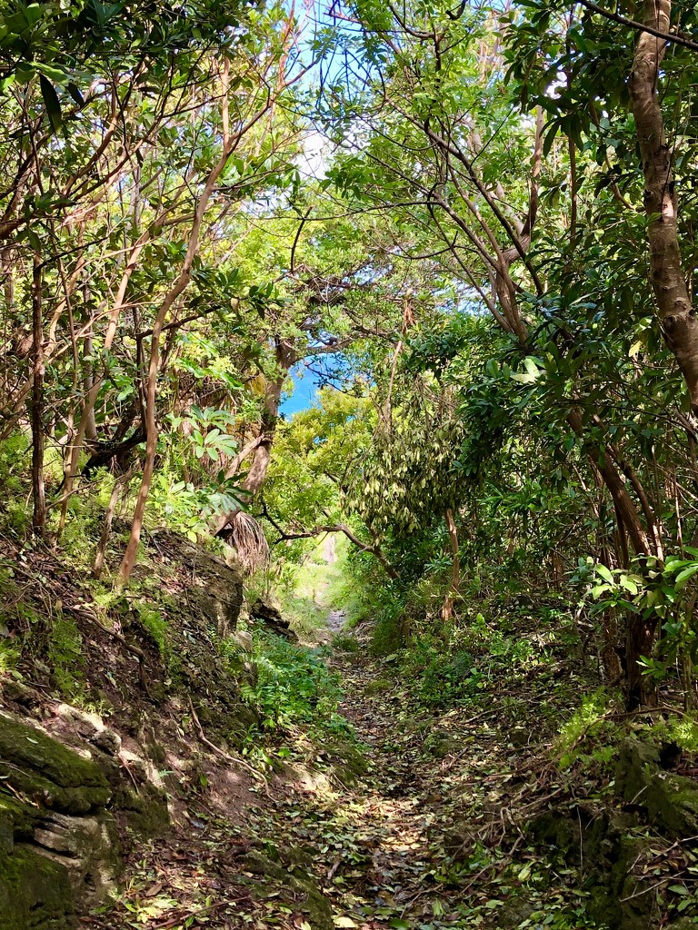 Trees-to-Sea Trail by lisasavill