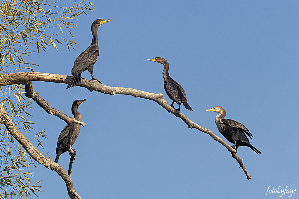The cormorants by fayefaye