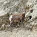 Young Bighorn Sheep by harbie