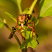 Green Eyed Bug! by rickster549