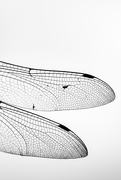 22nd Sep 2020 - Dragonfly Wings