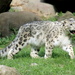Momma Snow Leopard by randy23