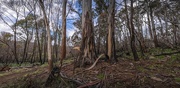 23rd Sep 2020 - Bushland scene