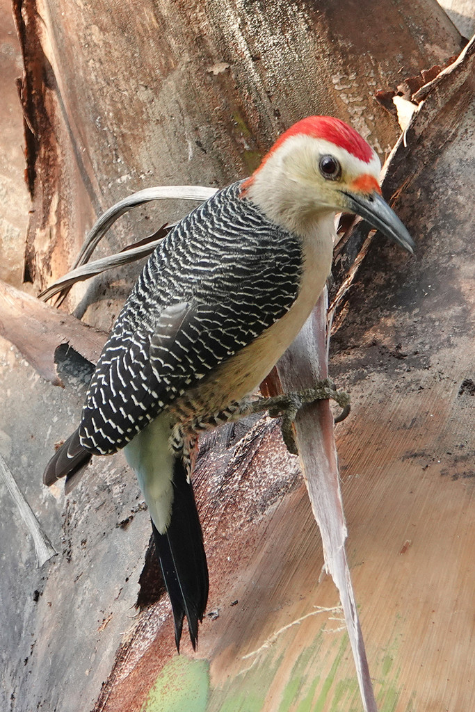 Mexico 2019 Golden-fronted Woodpecker by annepann