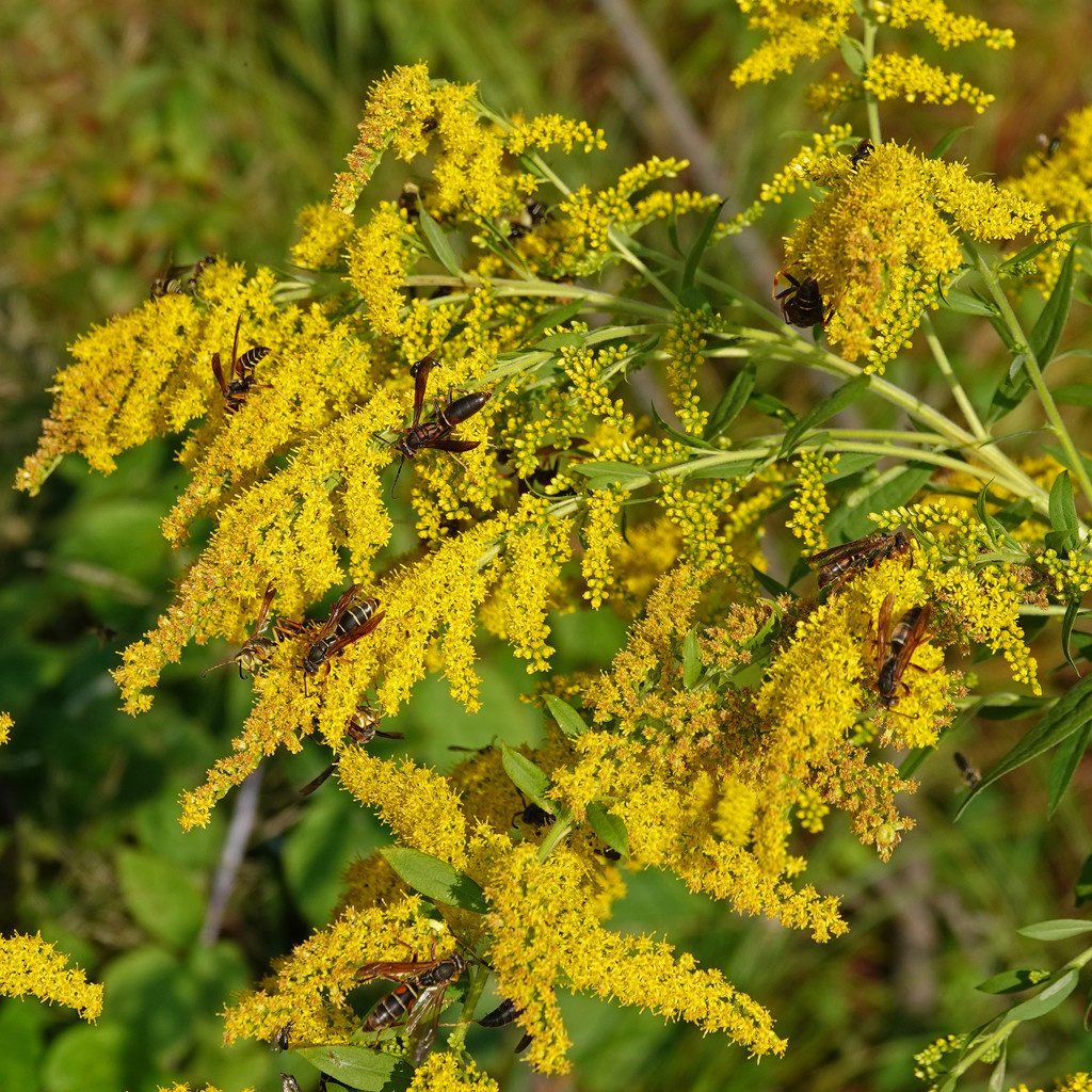 Goldenrod with insects by annepann