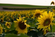 12th Sep 2020 - Sunflower fields