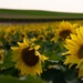 Sunflower fields by dawnbjohnson2