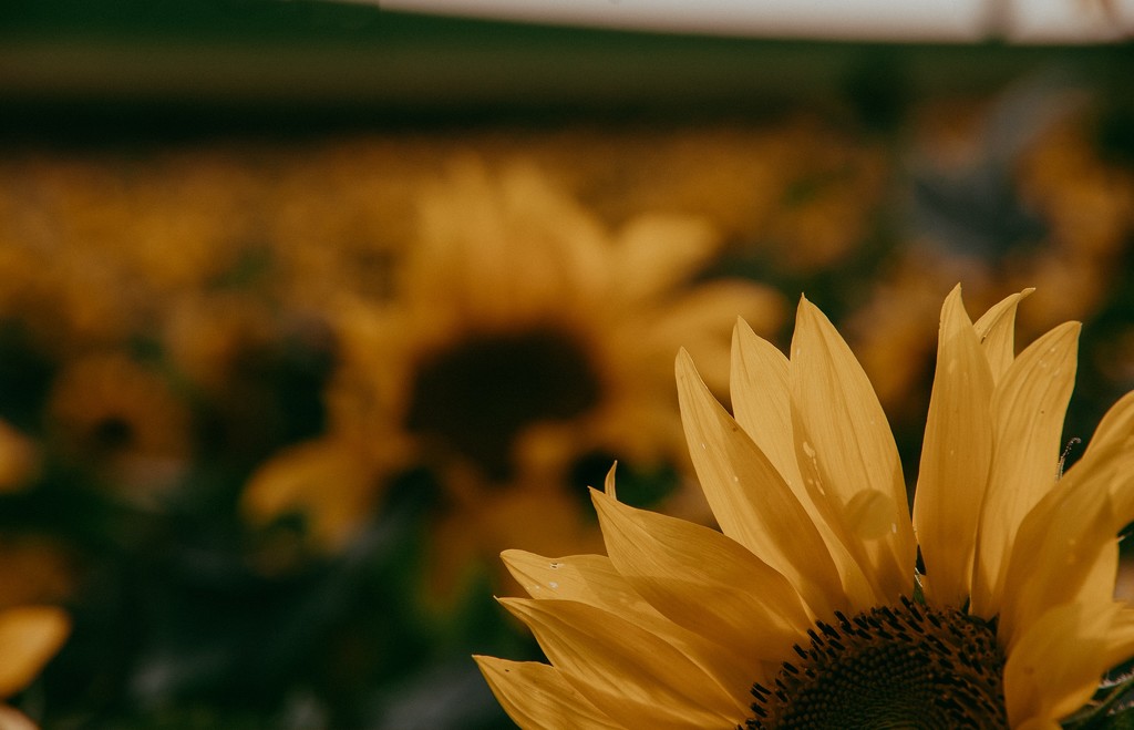 Sunset sunflower by dawnbjohnson2