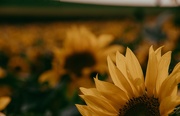 13th Sep 2020 - Sunset sunflower