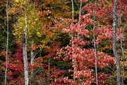 18th Sep 2020 - Autumn; my favorite color