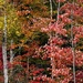 Autumn; my favorite color by dawnbjohnson2