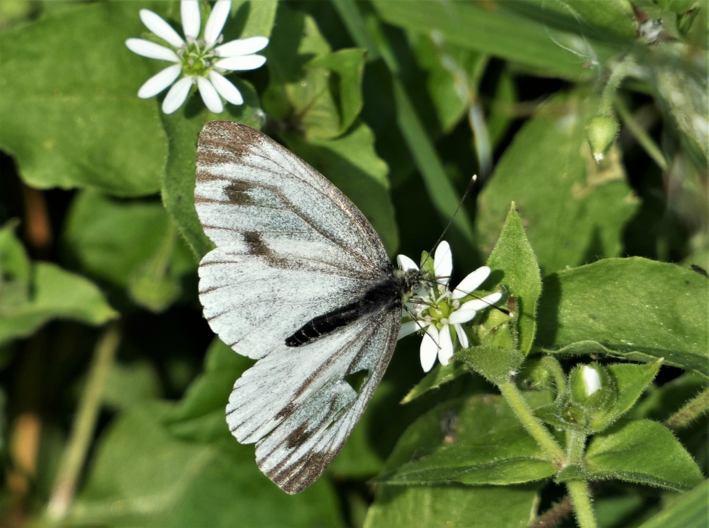 Green-veined White by julienne1