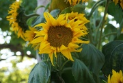 23rd Sep 2020 - sunflowers galore