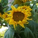 sunflowers galore by quietpurplehaze
