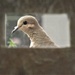 Dove, framed by granagringa