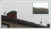 23rd Sep 2020 - Family of Starlings.