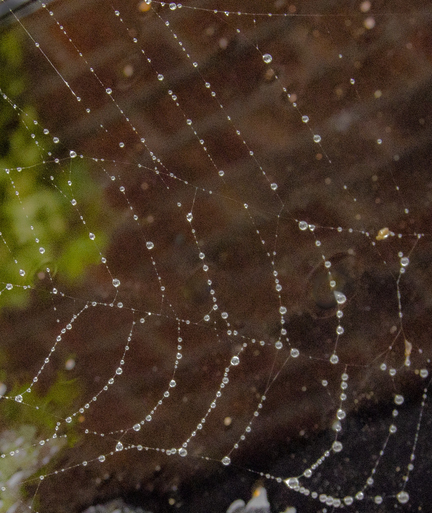 Soggy web by clivee