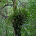 Staghorn fern by gosia