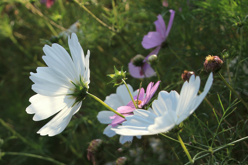 Cosmos in the sun by busylady