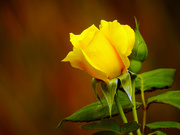 23rd Sep 2020 - Yellow Rose