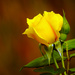 Yellow Rose by seattlite