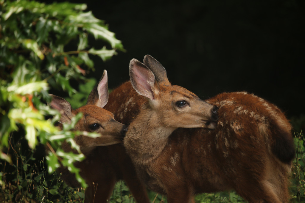 Fall Fawns by nanderson