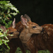 Fall Fawns by nanderson
