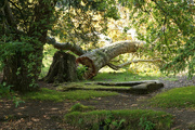 19th Sep 2020 - Sept 19th Fallen Tree