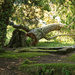 Sept 19th Fallen Tree by valpetersen
