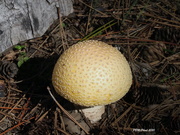 20th Sep 2020 - Toadstool