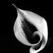 calla curves by jernst1779