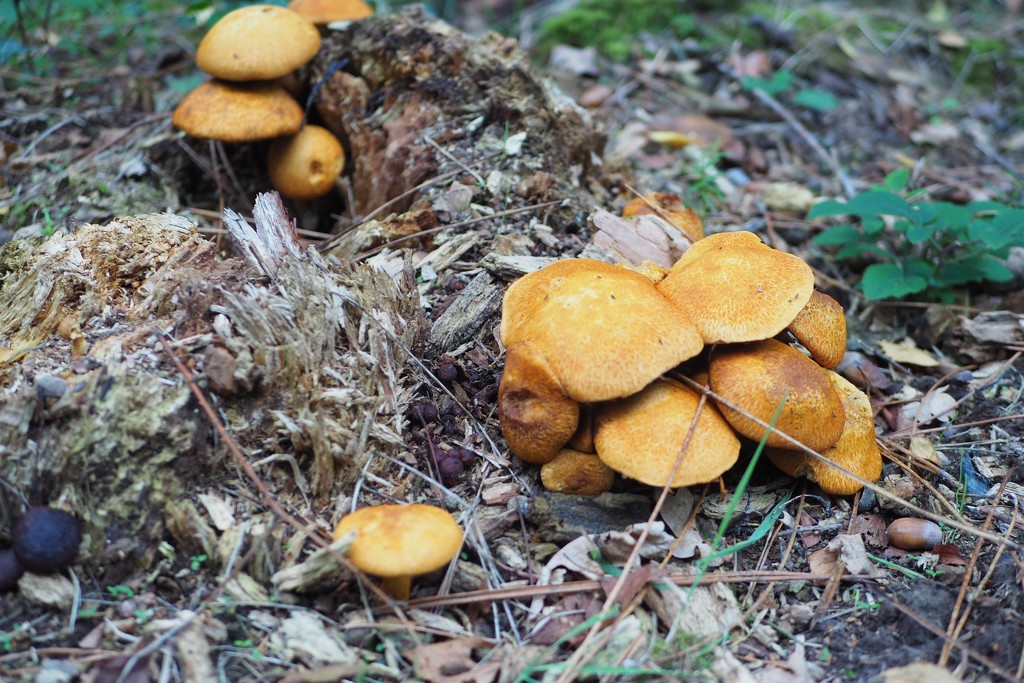 Unidentified Mushrooms by s4sayer
