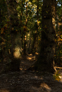 23rd Sep 2020 - Path and Light in the Forest