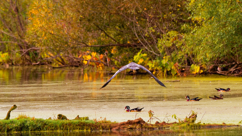 great blue heron watching over autumn wood ducks by rminer