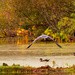great blue heron watching over autumn wood ducks by rminer