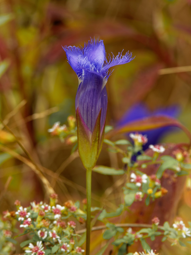greater fringed gentian by rminer