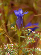 23rd Sep 2020 - greater fringed gentian