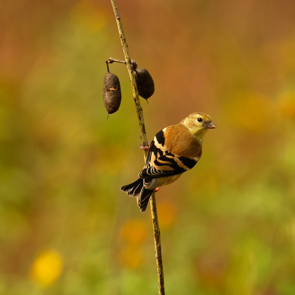 American goldfinch  by rminer