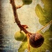 Figs  by joysfocus