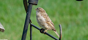 23rd Sep 2020 - House finch