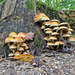 Mushrooms.  by cocobella