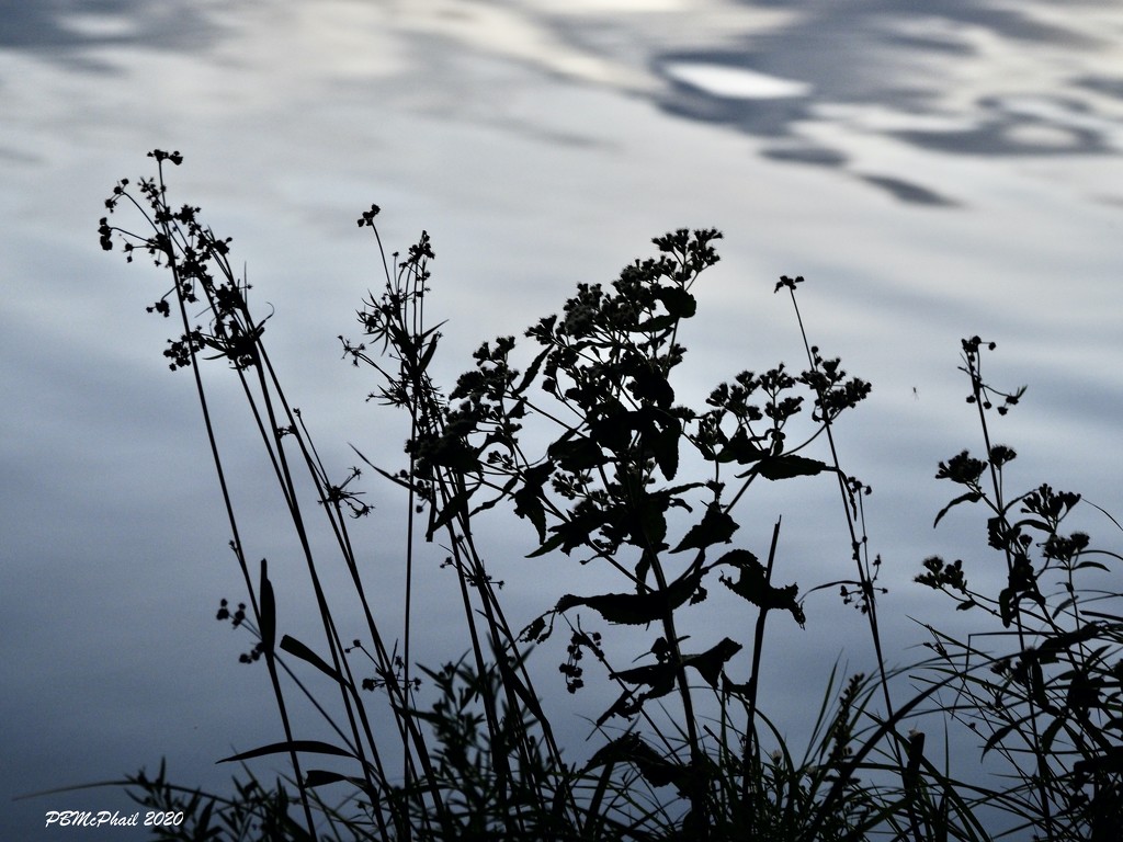 Silhouettes by the Water by selkie