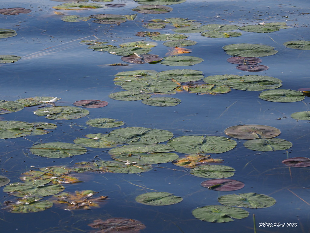 Not Monet's Water Lilies by selkie