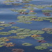 Not Monet's Water Lilies by selkie