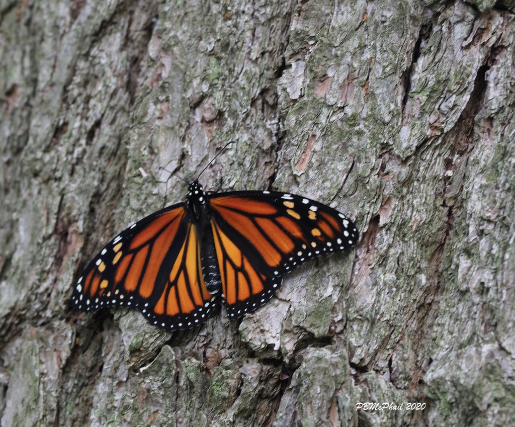 Female Monarch by selkie