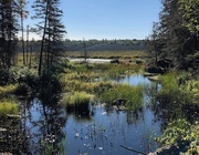 22nd Sep 2020 -  Beaver Pond
