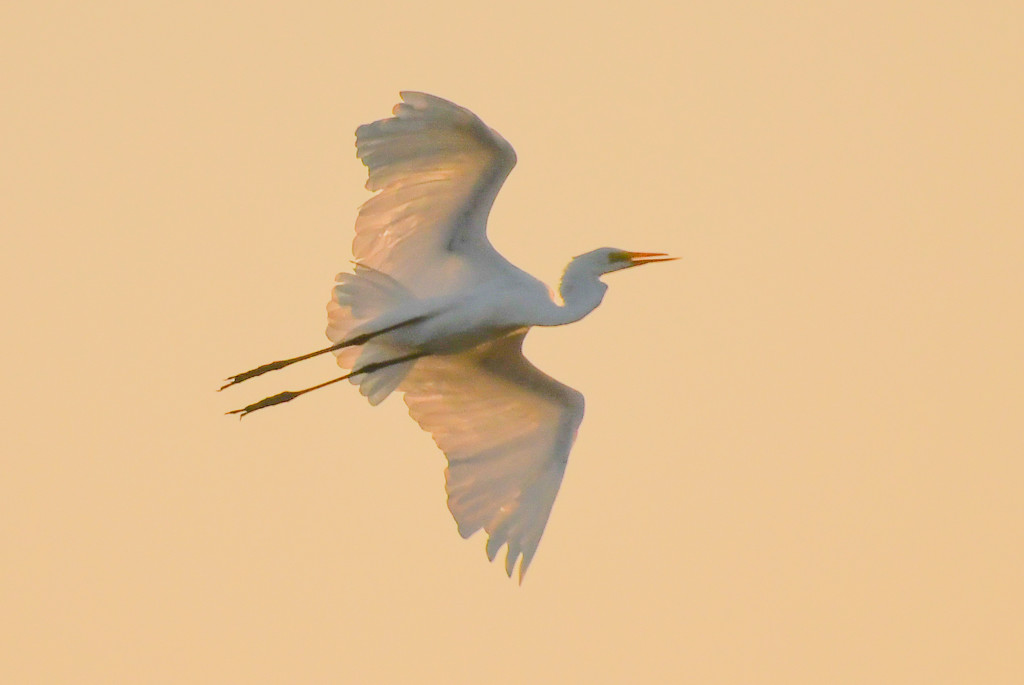 Egret Flight at Golden Hour by kareenking