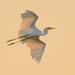 Egret Flight at Golden Hour by kareenking
