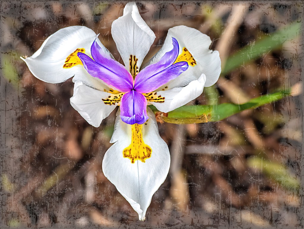 Unusual shaped Dietes by ludwigsdiana